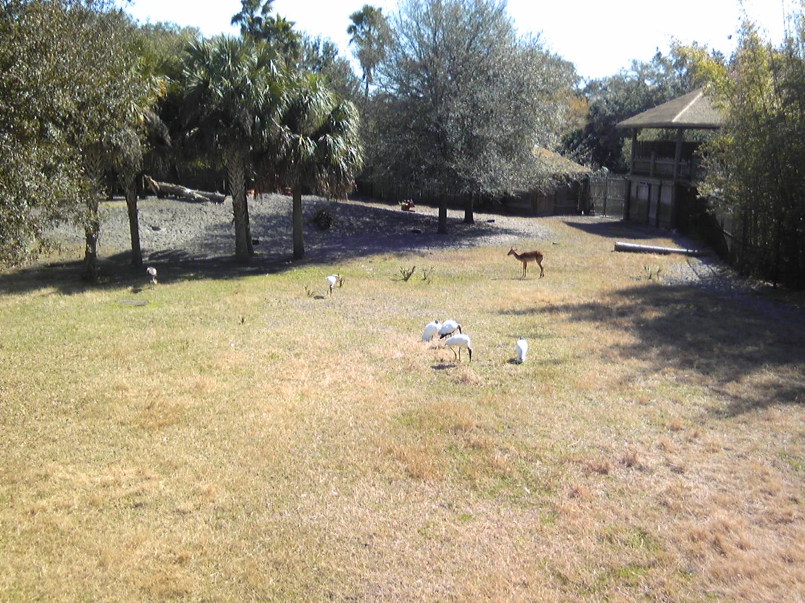 African Field exhibit