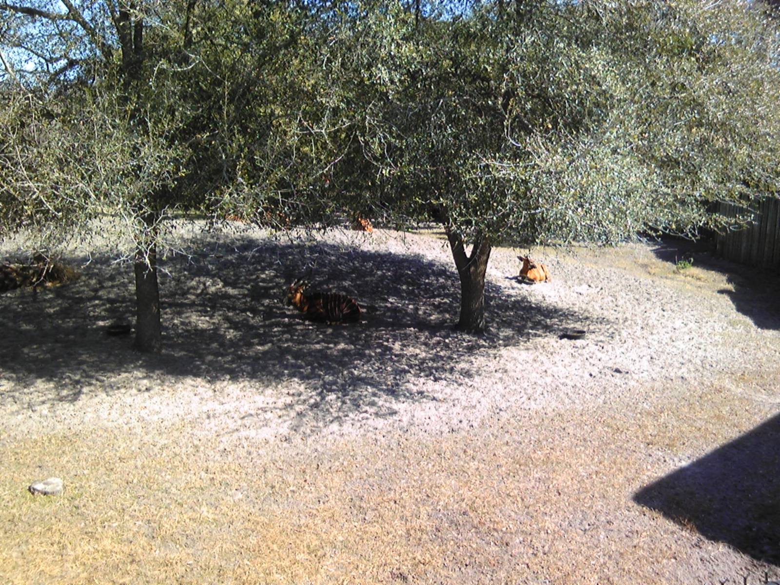 African Field Exhibit