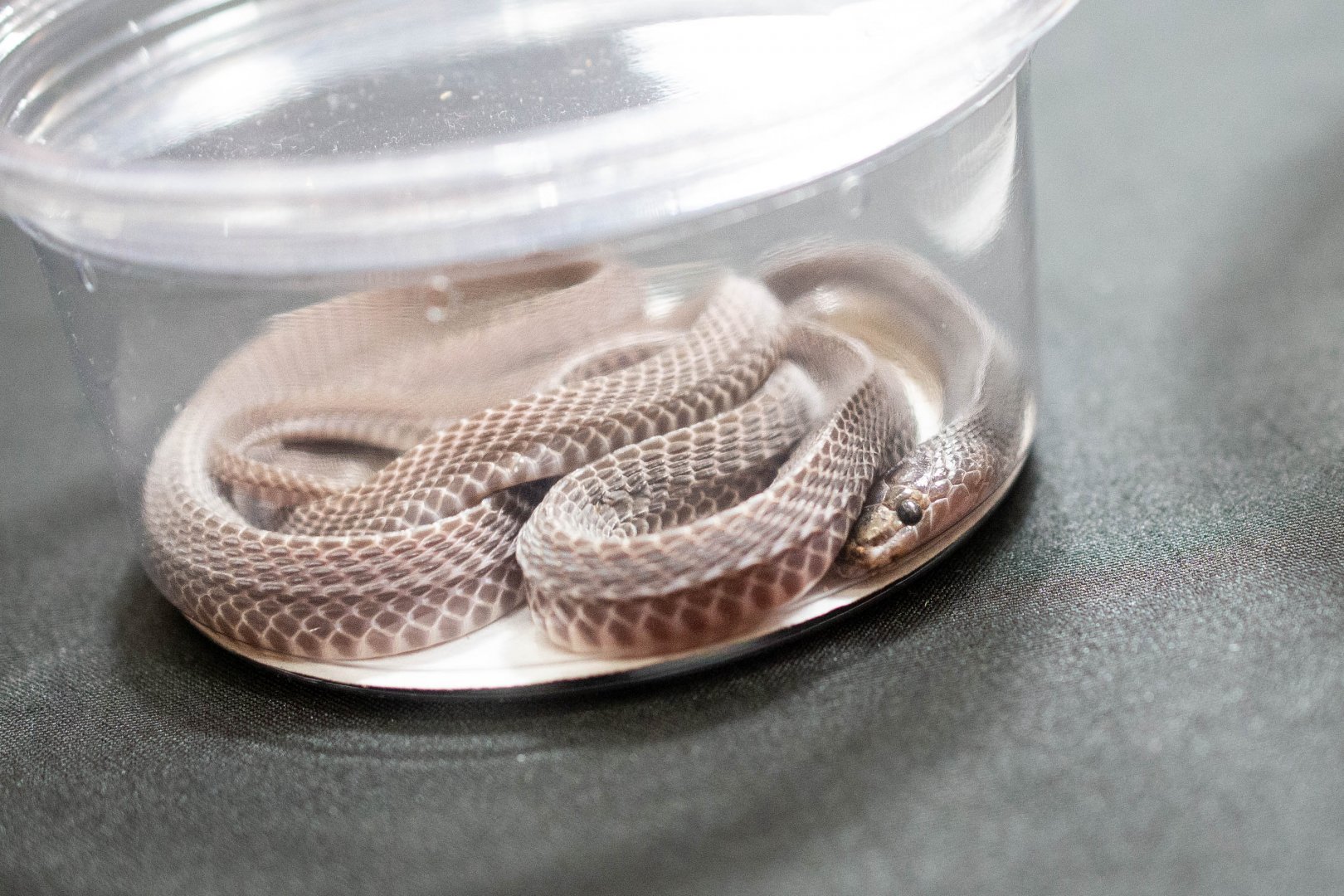 African File Snake- Mehelya crossi