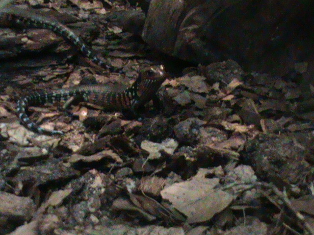 african fire skink 041211