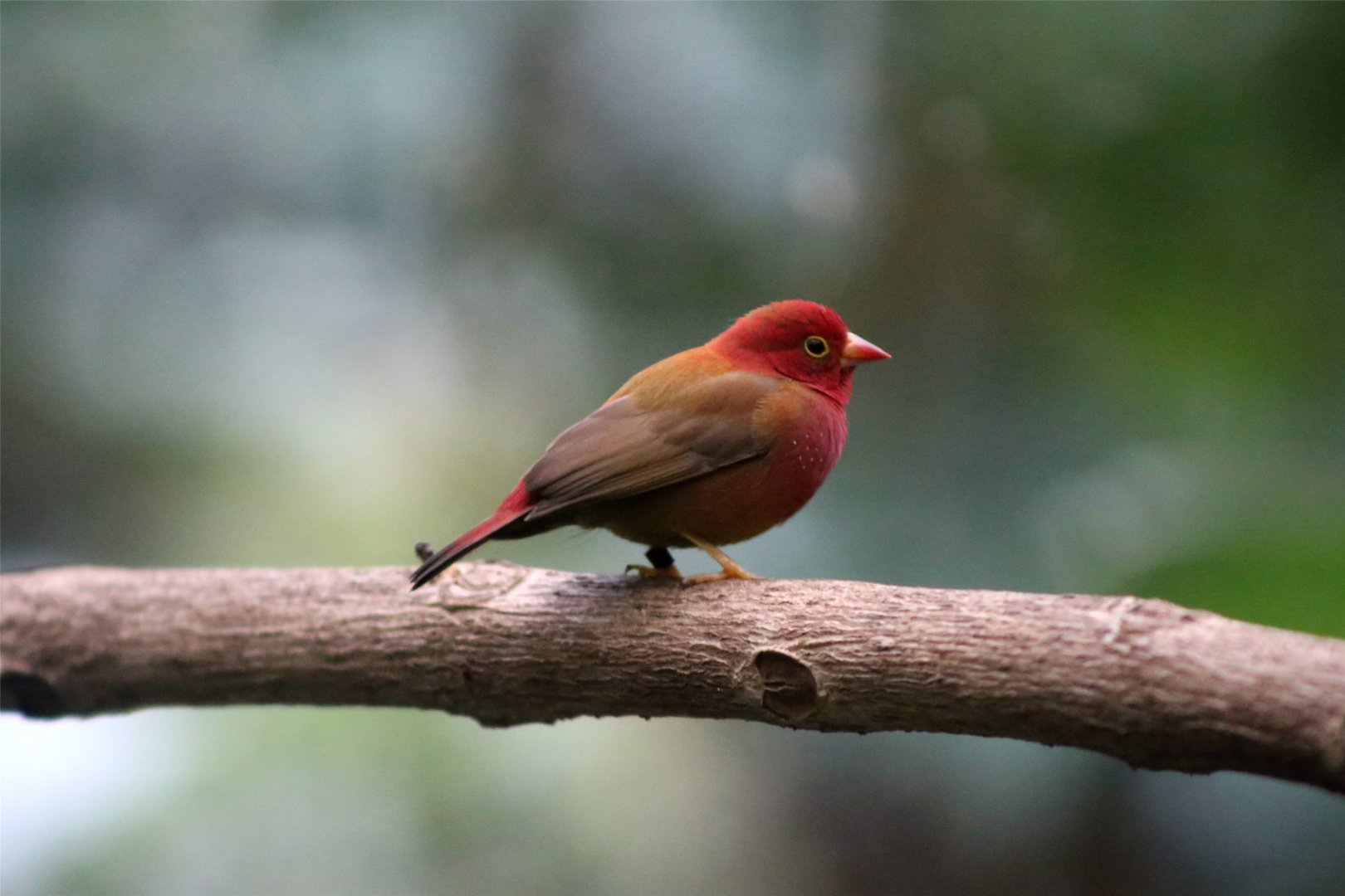 African firefinch (Lagonosticta rubricata)