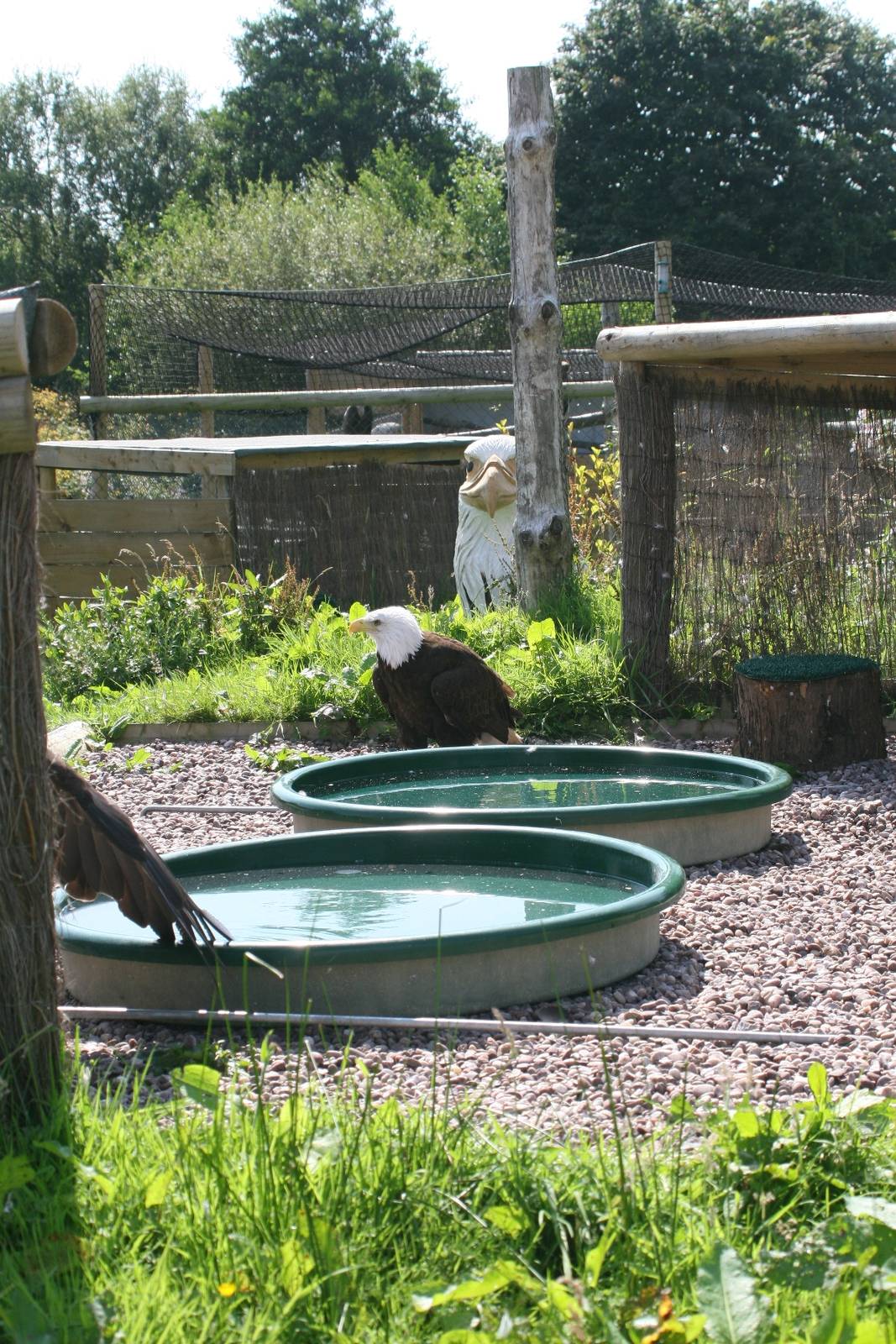 African Fish and Bald Eagles
