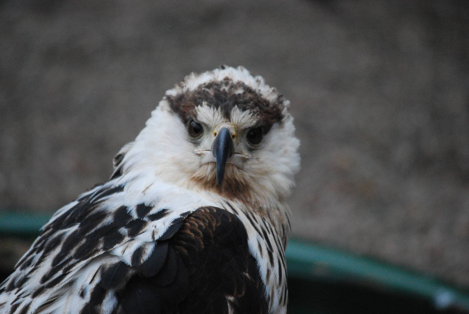 AFRICAN FISH EAGLE 11
