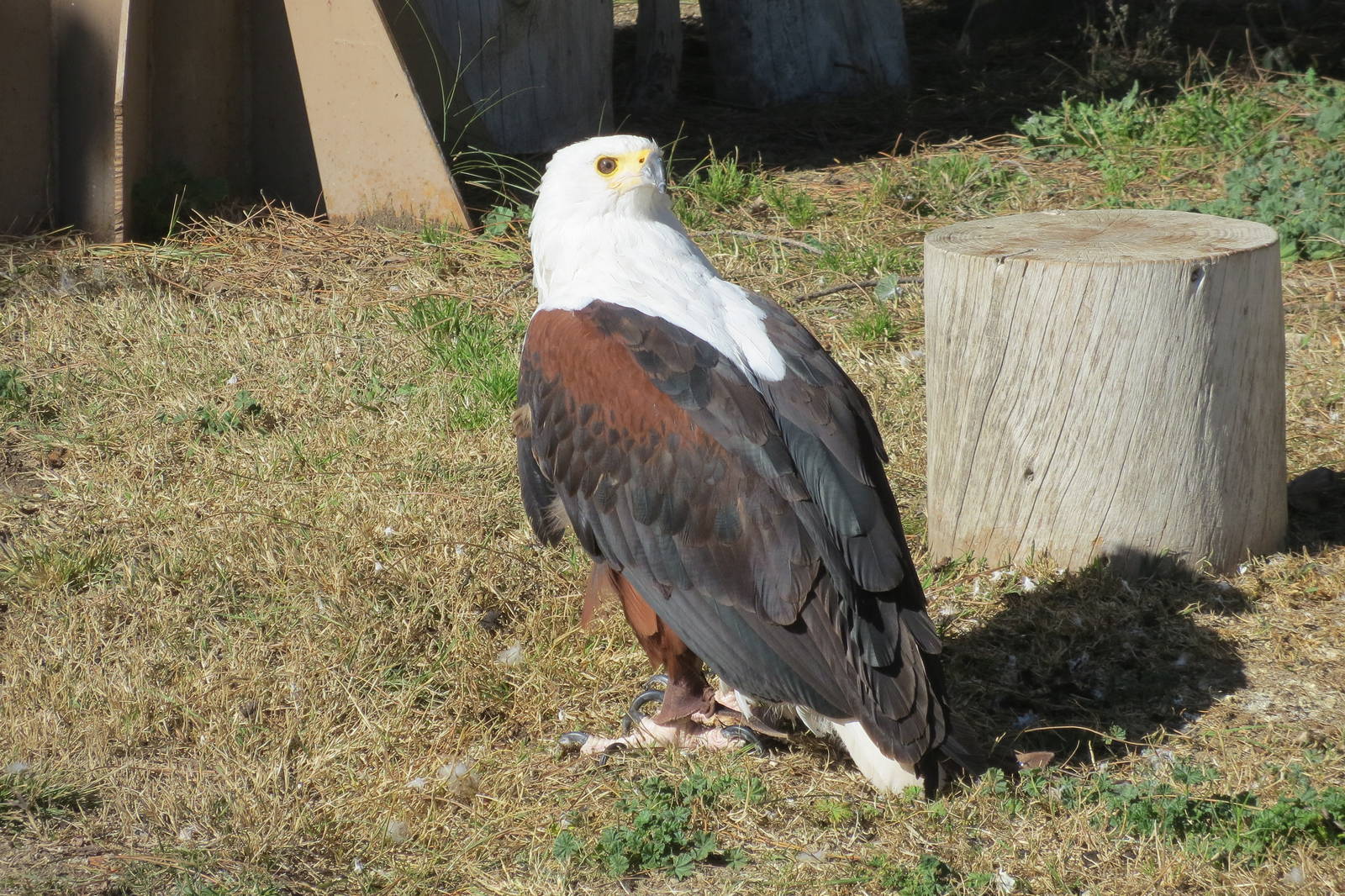 African Fish Eagle 150216