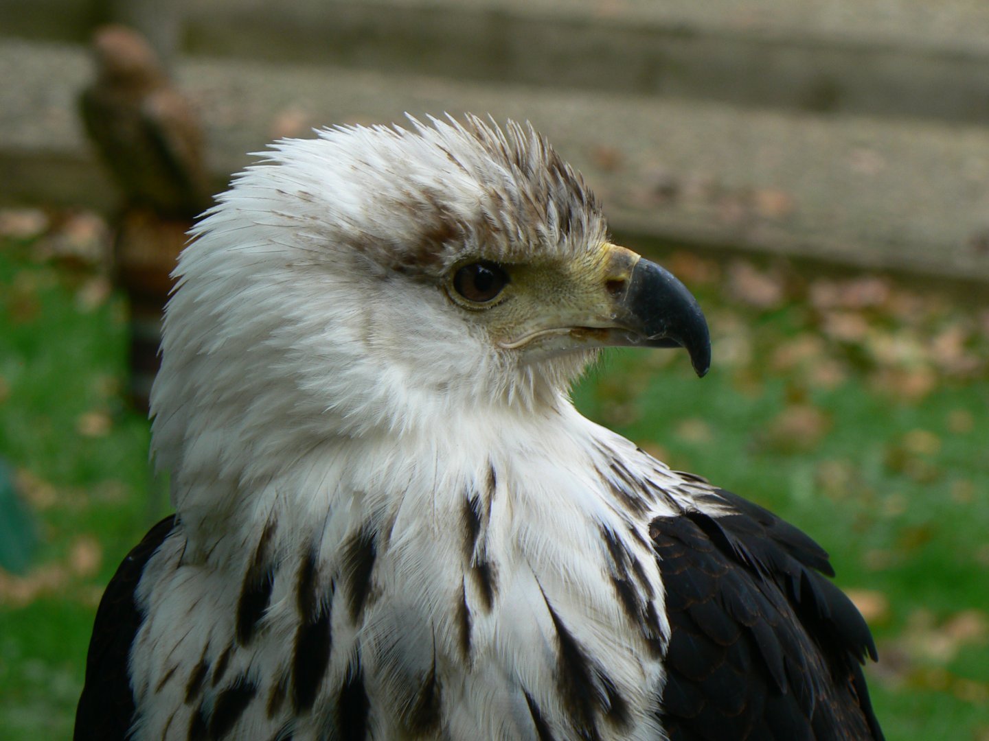 African Fish Eagle - 16 October 2018