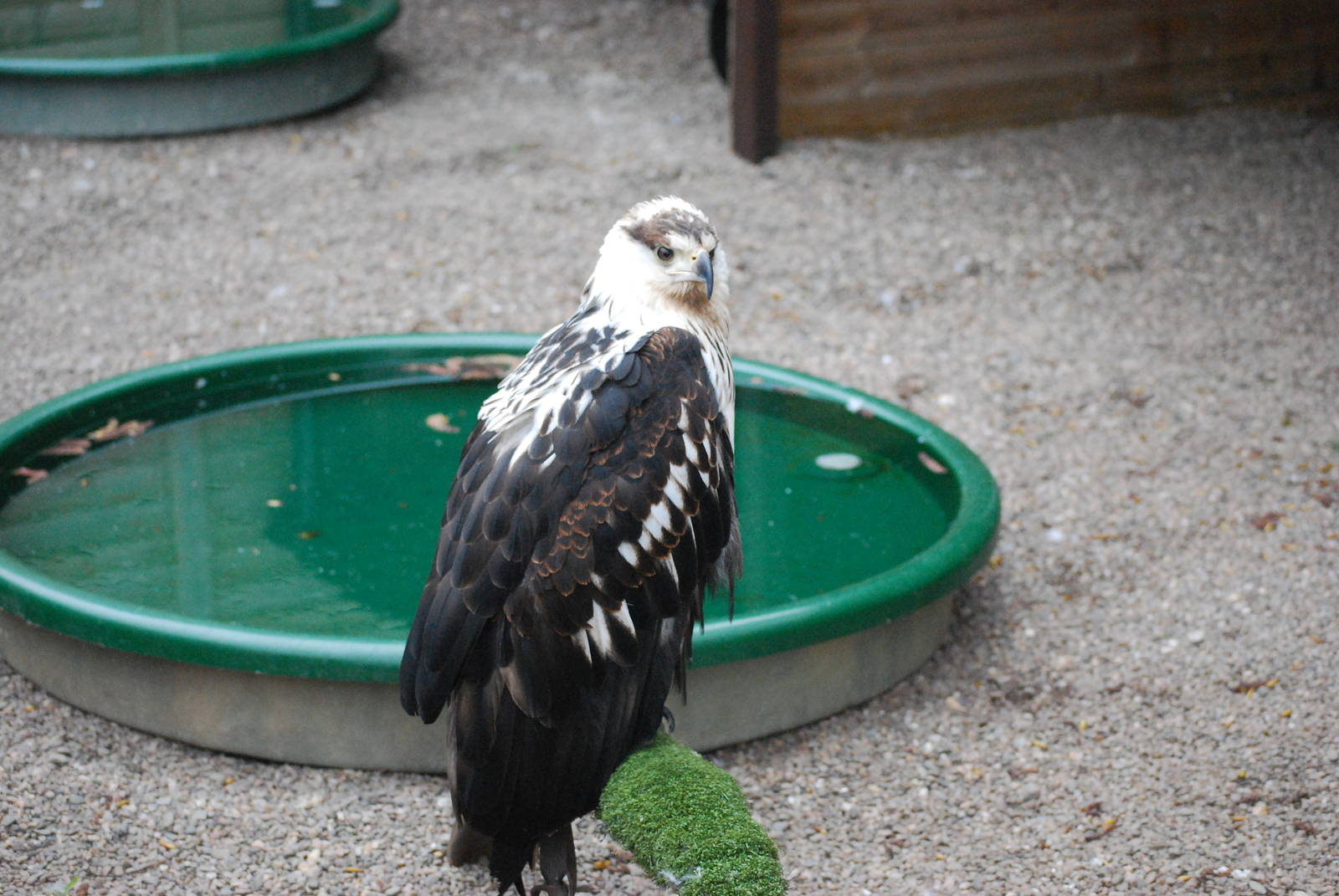 AFRICAN FISH EAGLE 9