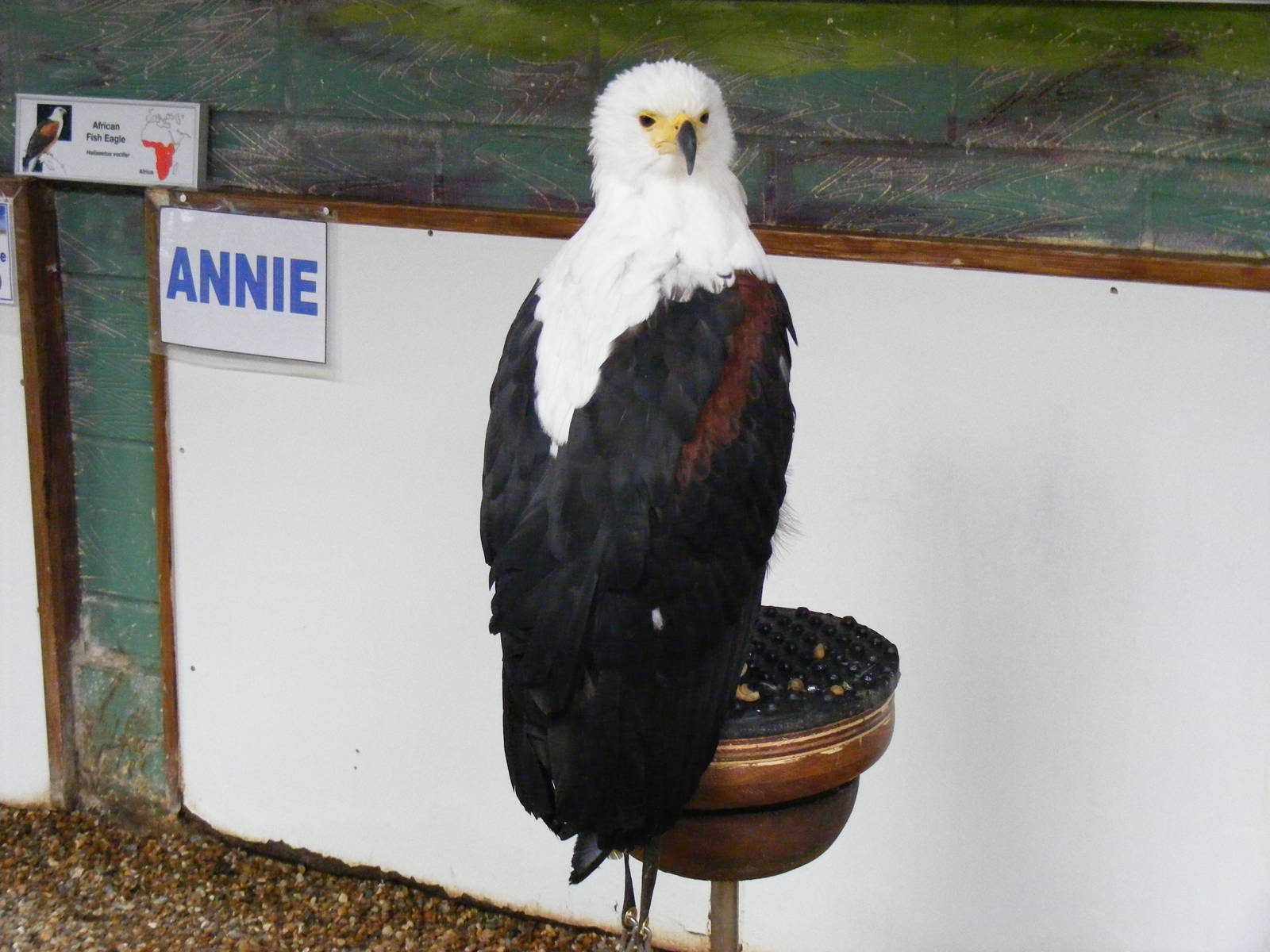 African fish eagle at Eagle Heights, 10 September 2011