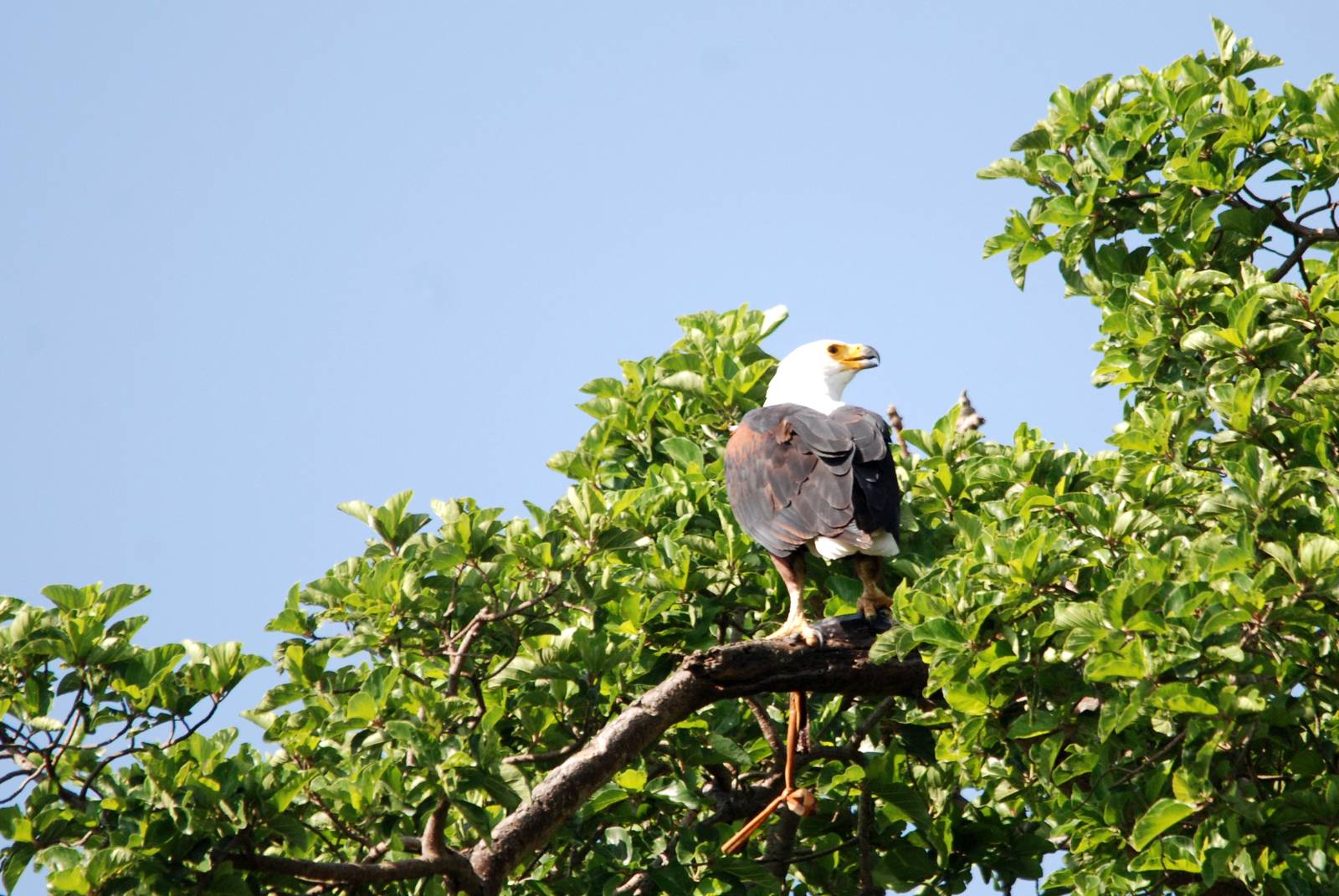 African Fish Eagle at Hawassa, 16/10/14