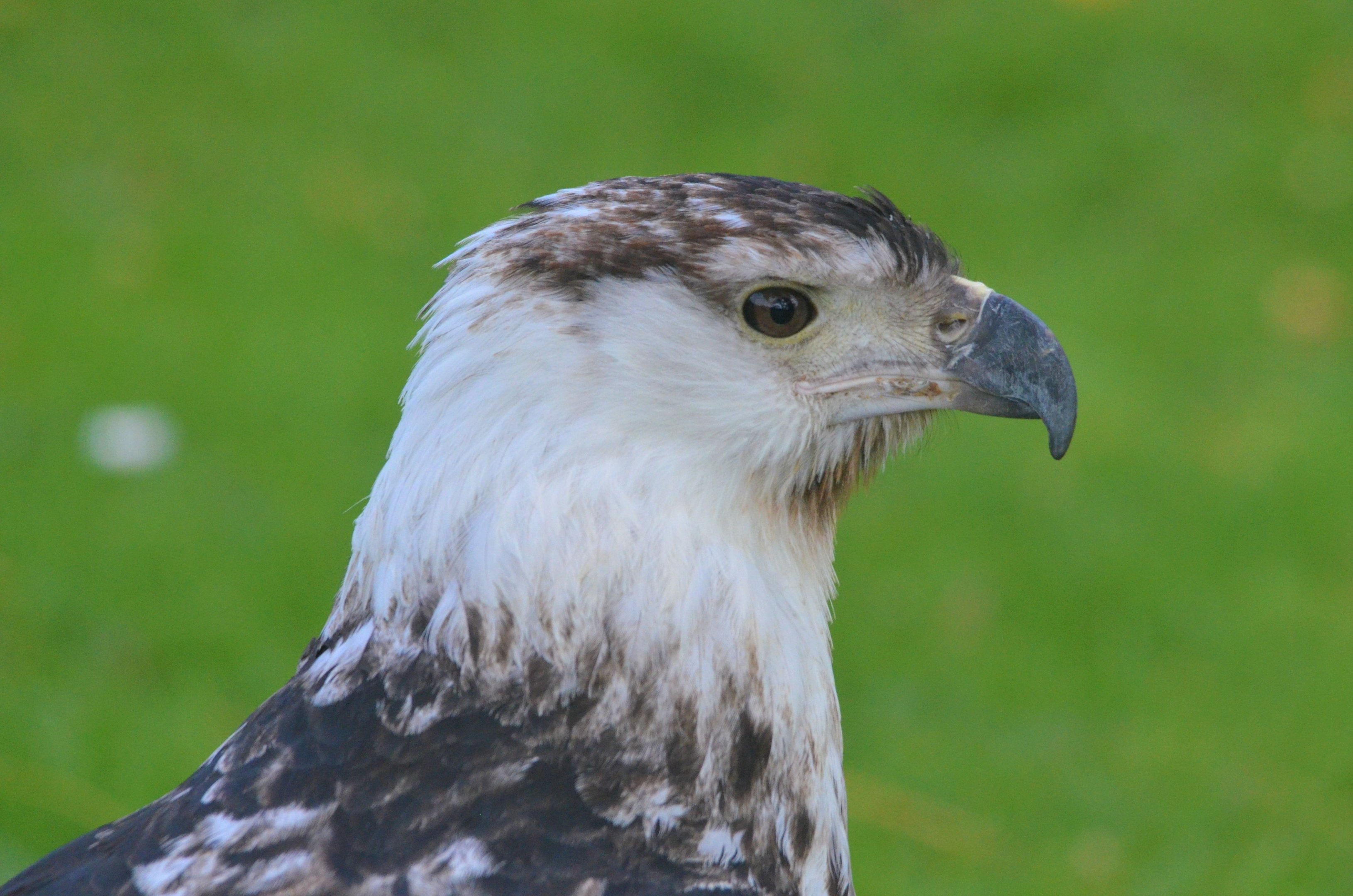 African Fish Eagle at ICBP Newent, 07/10/17