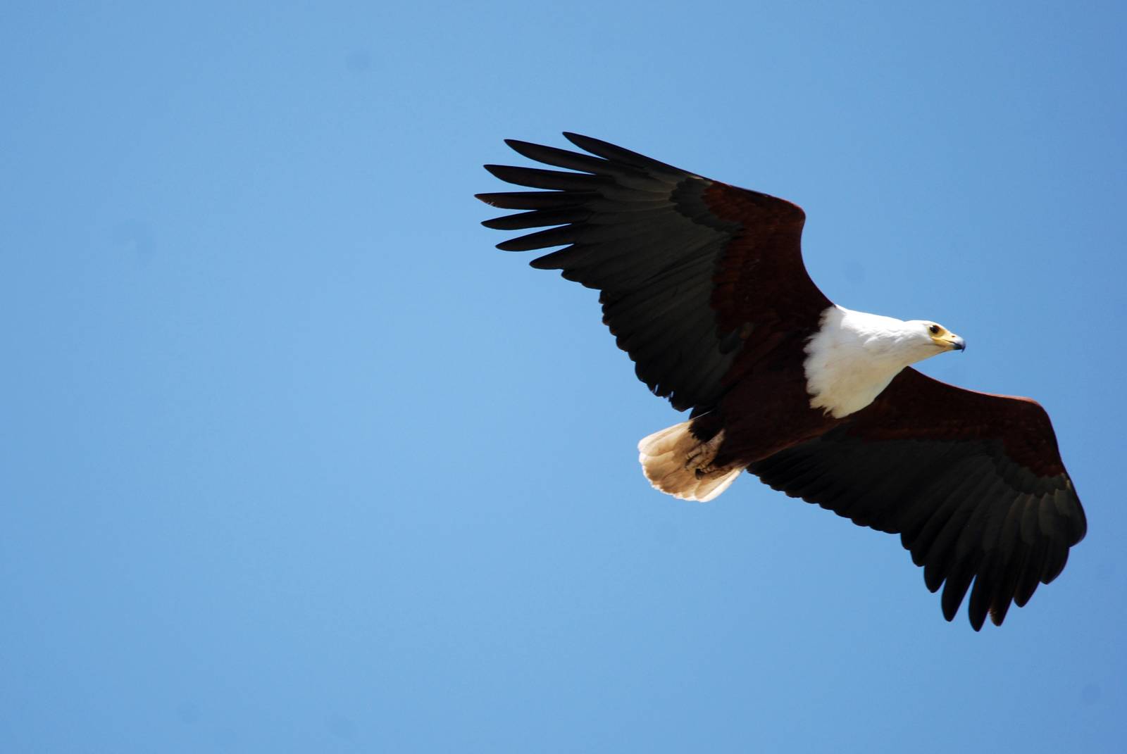 African Fish Eagle at Lake Koka, 13/10/14