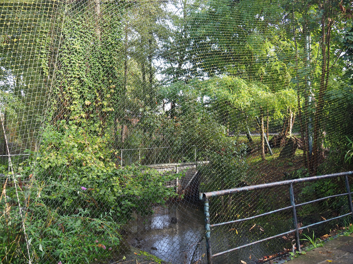 African fish eagle aviary, 2019-10-04