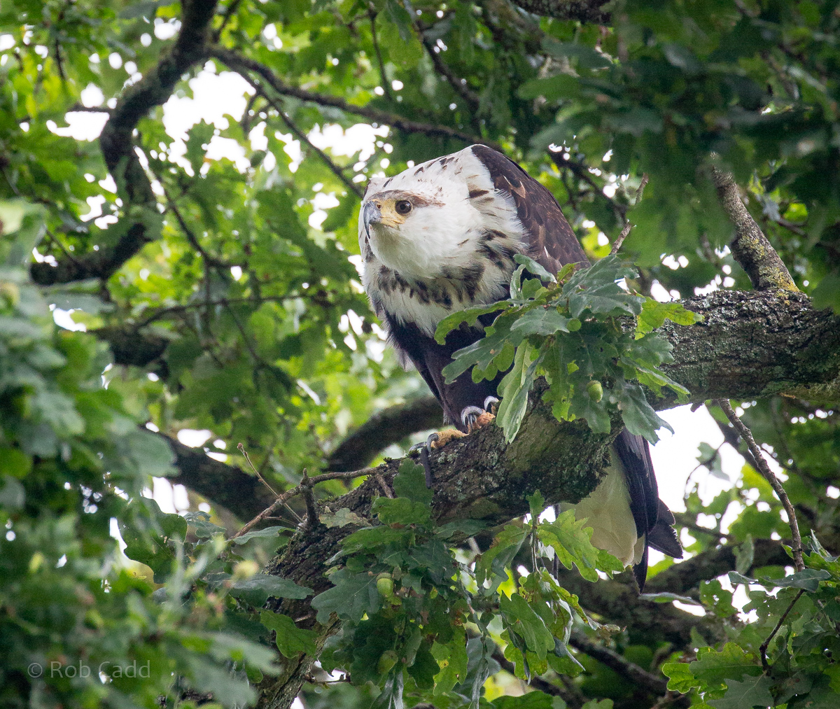 African fish-eagle : Cotswold Falconry Centre : 04 Sep 2020