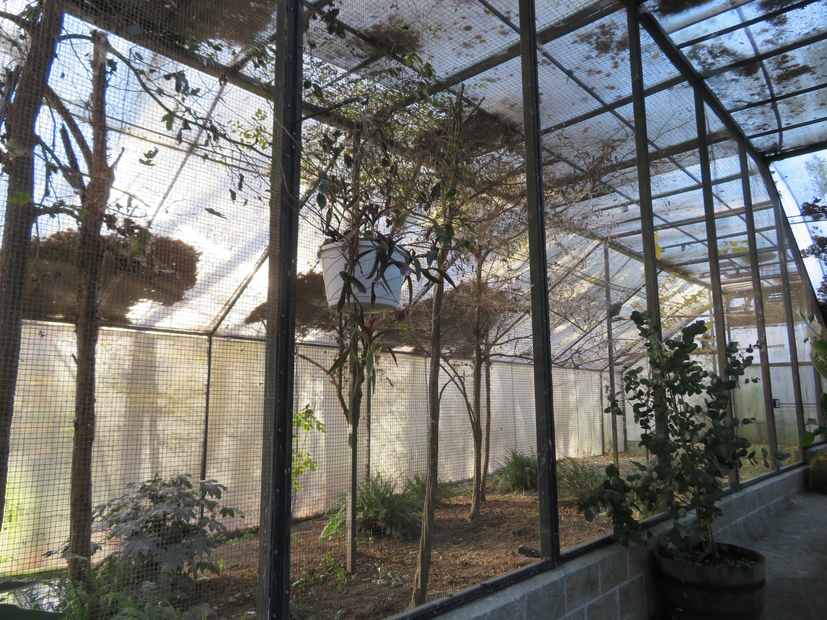 African Fish Eagle Enclosure