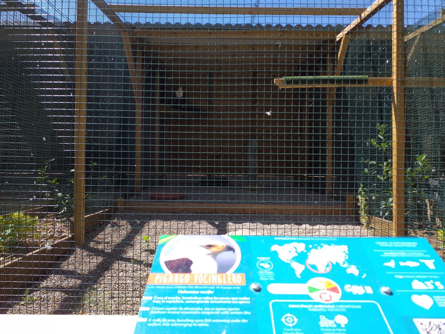 African fish eagle exhibit -Sendaviva (2020)