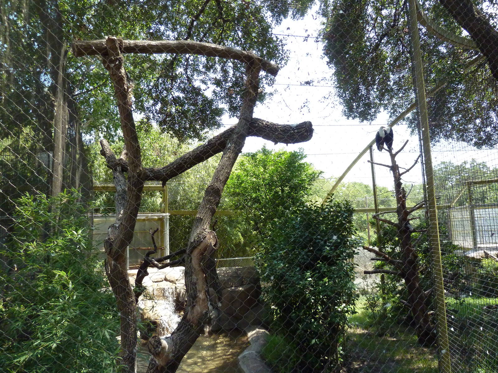 African Fish Eagle Exhibit