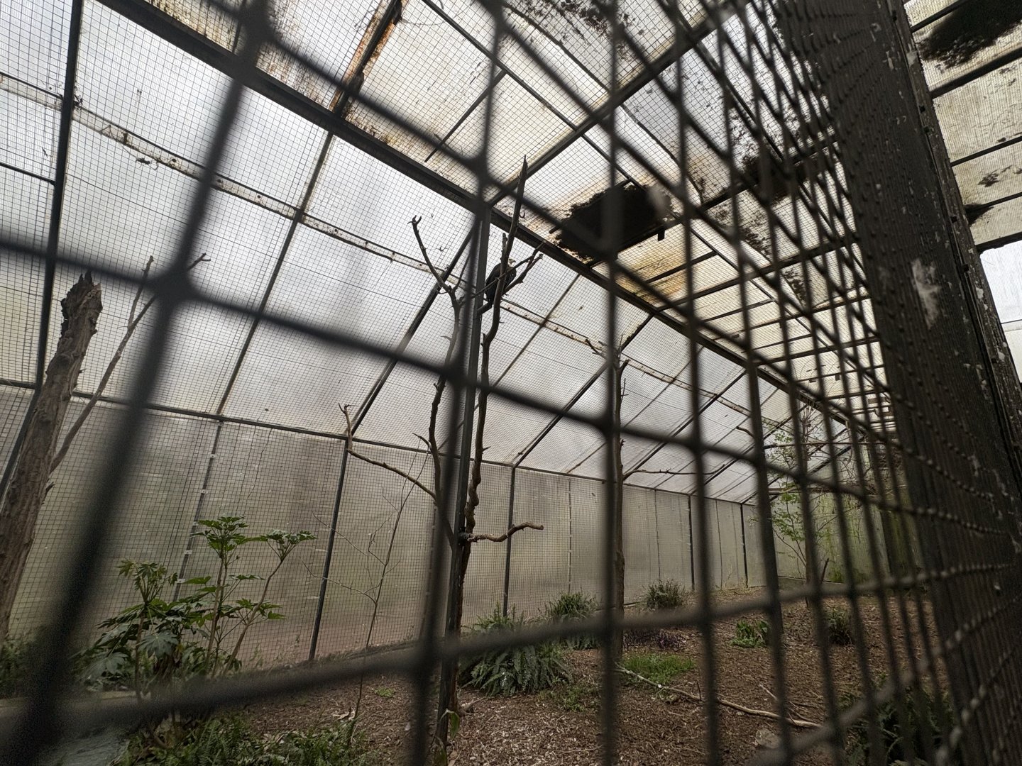 African Fish Eagle exhibit