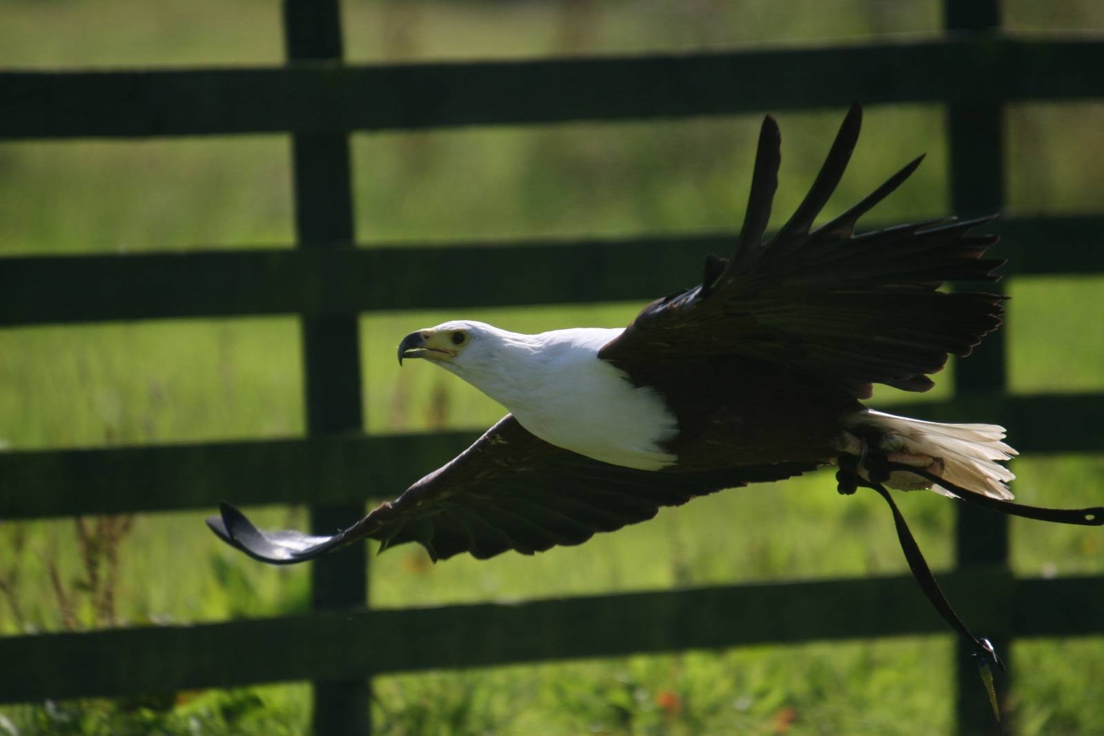 African Fish Eagle Flying, Gauntlet 2009
