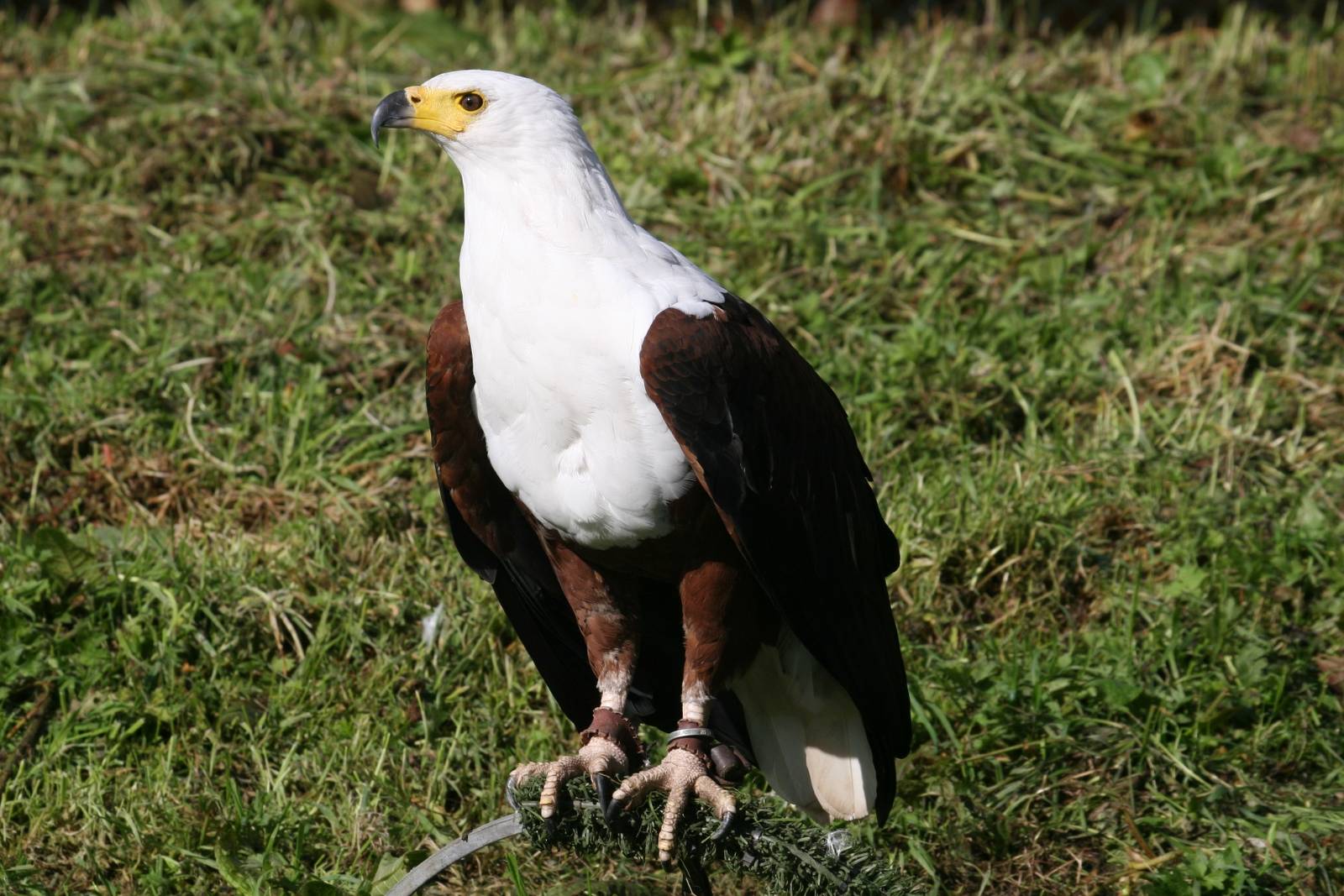 African Fish Eagle, Gauntlet 2008