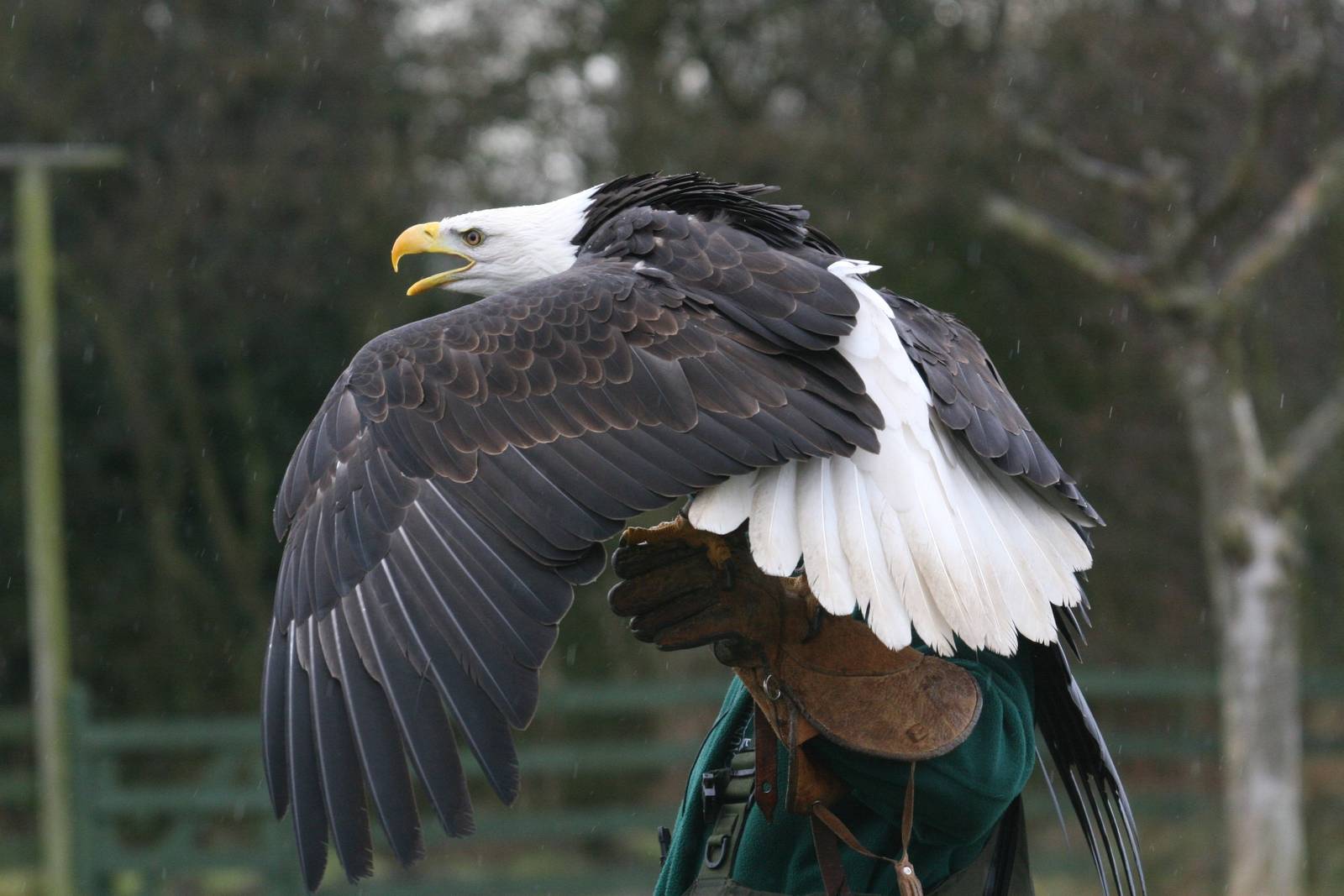 African Fish Eagle, Gauntlet 2009