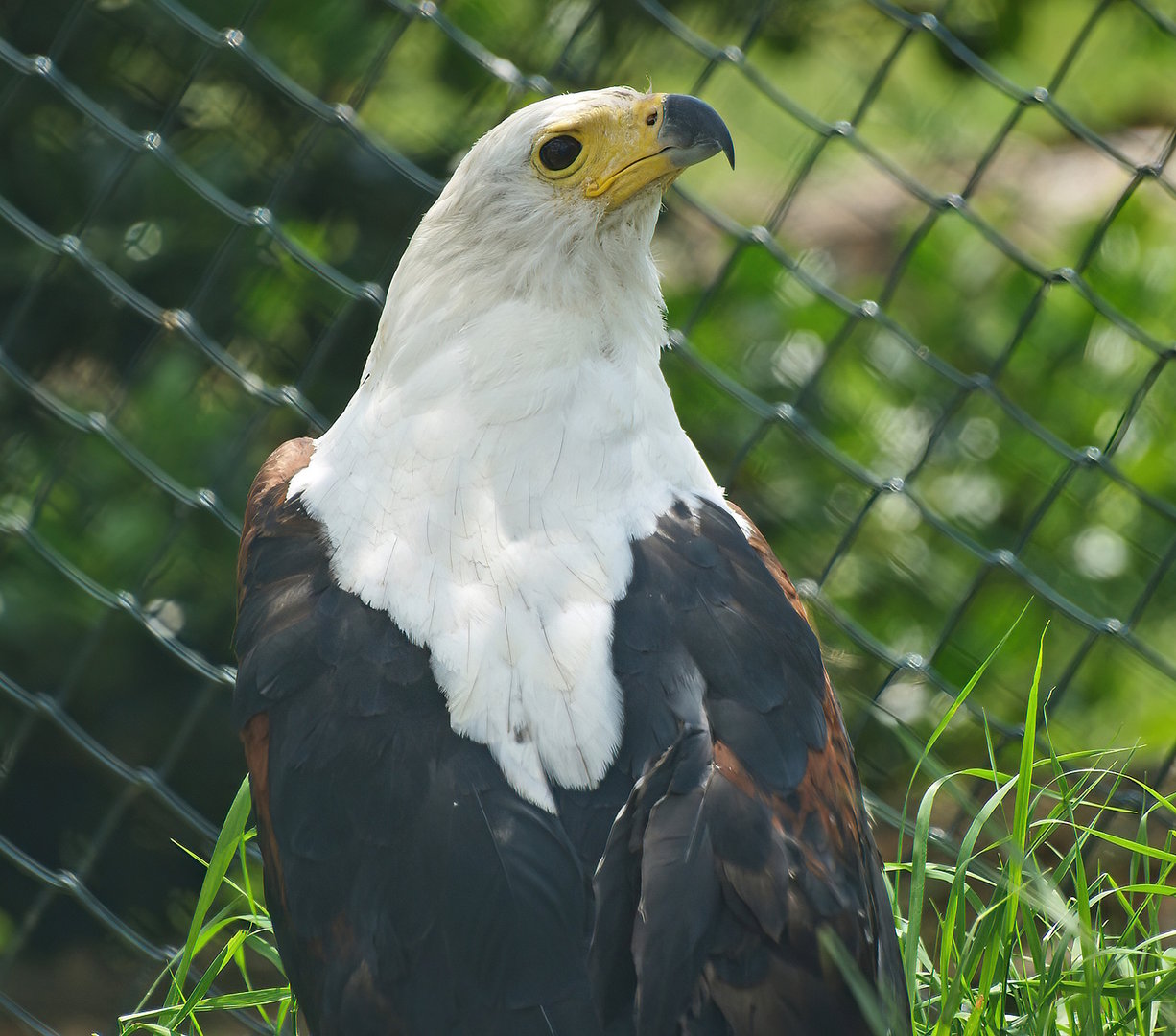 African fish eagle (Haliaeetus vocifer), 2009