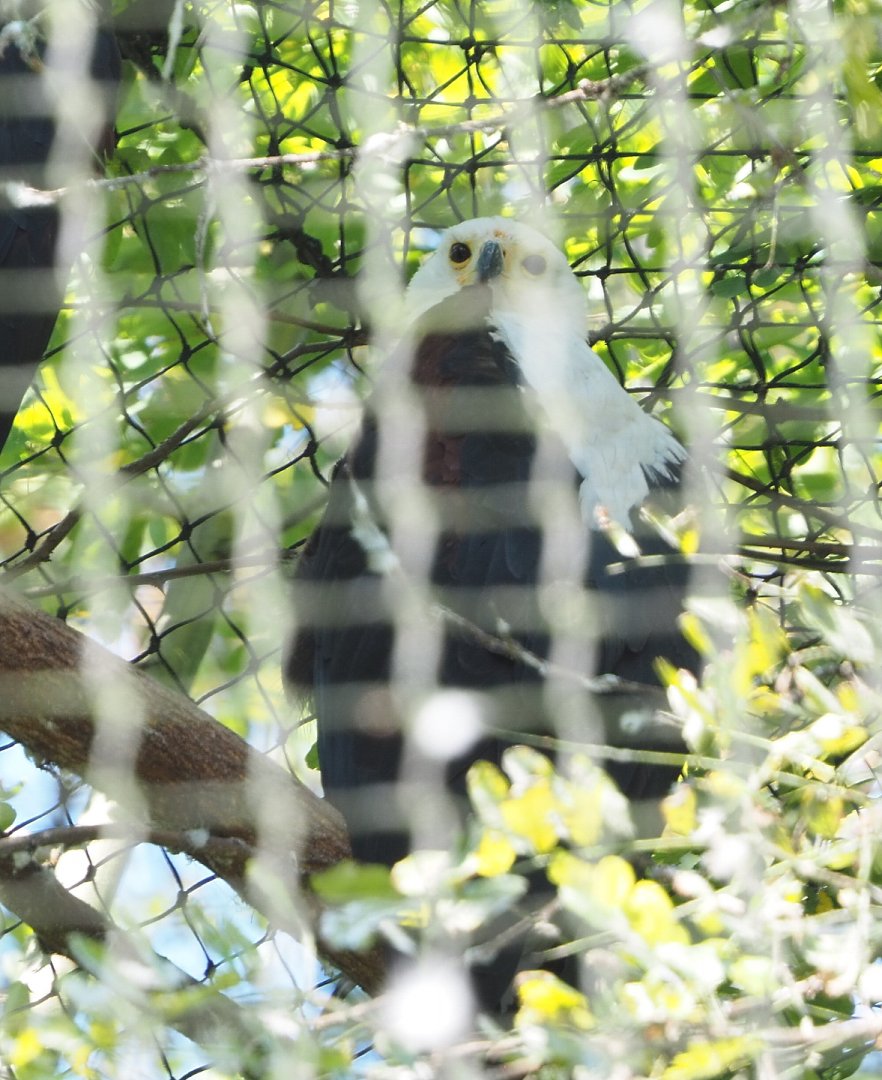 African fish eagle (Haliaeetus vocifer), 2021-09-03
