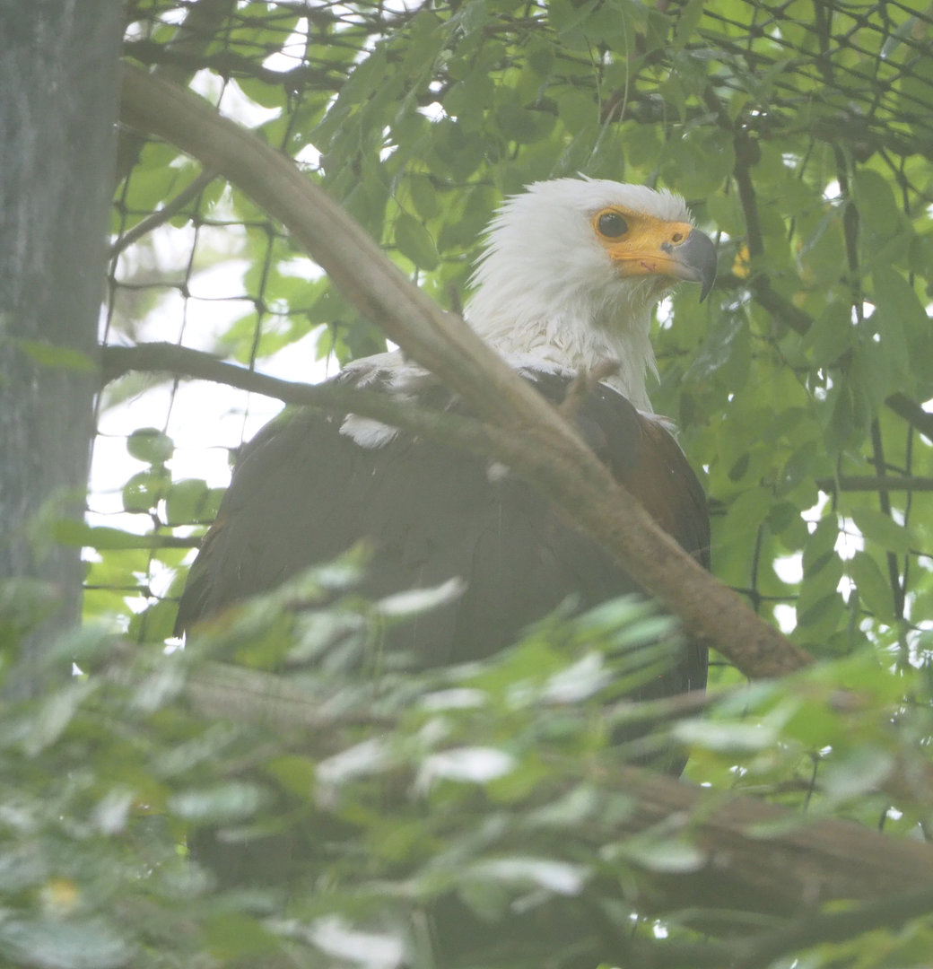 African fish eagle (Haliaeetus vocifer), 2022-09-14