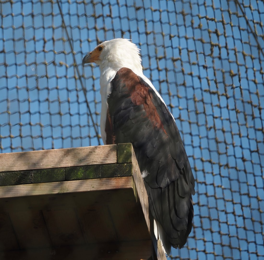 African fish eagle (Haliaeetus vocifer), 2024-09-17