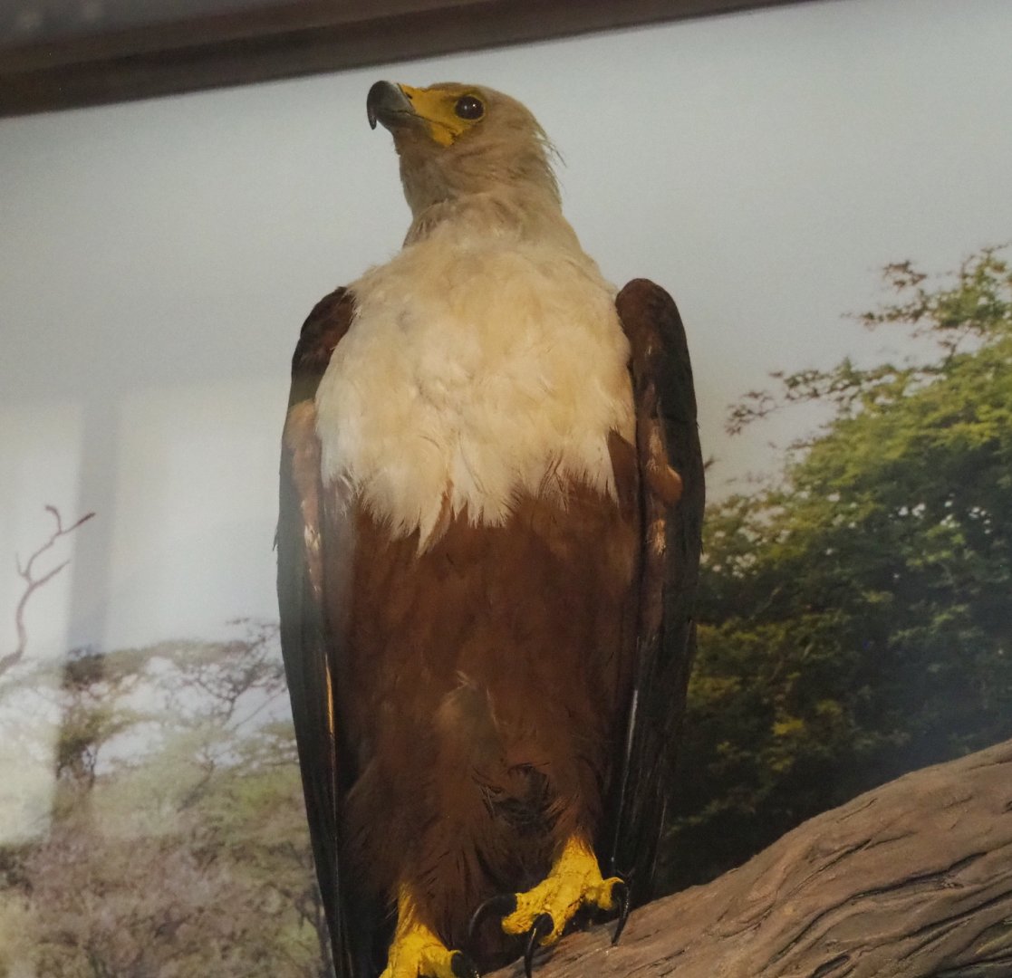 African fish eagle (Haliaeetus vocifer) specimen, 2021-10-20
