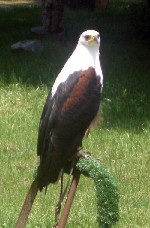 African Fish Eagle (Haliaeetus vocifer)