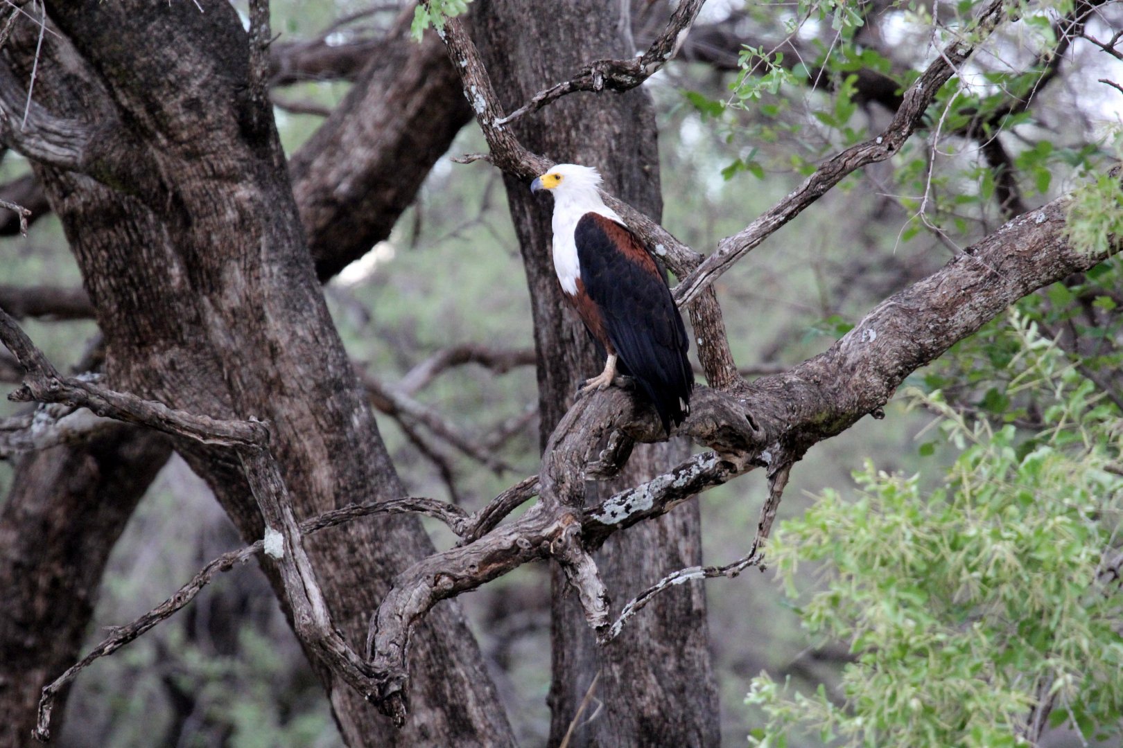 African Fish-Eagle (Haliaeetus vocifer)