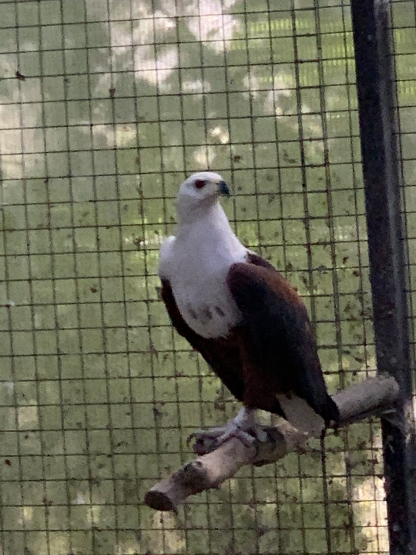 African Fish Eagle (Haliaeetus vocifer)