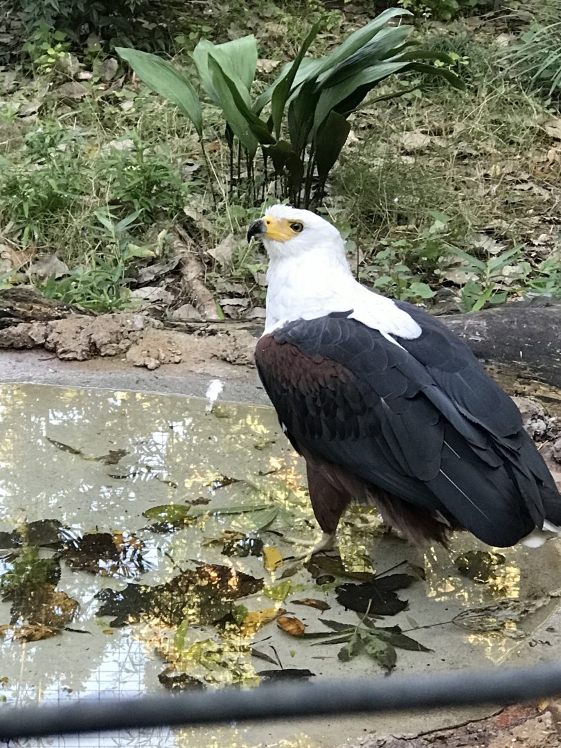 African Fish Eagle (Haliaeetus vocifer)