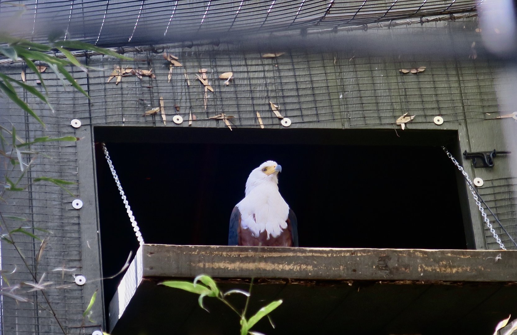 African Fish Eagle (Haliaeetus vocifer)