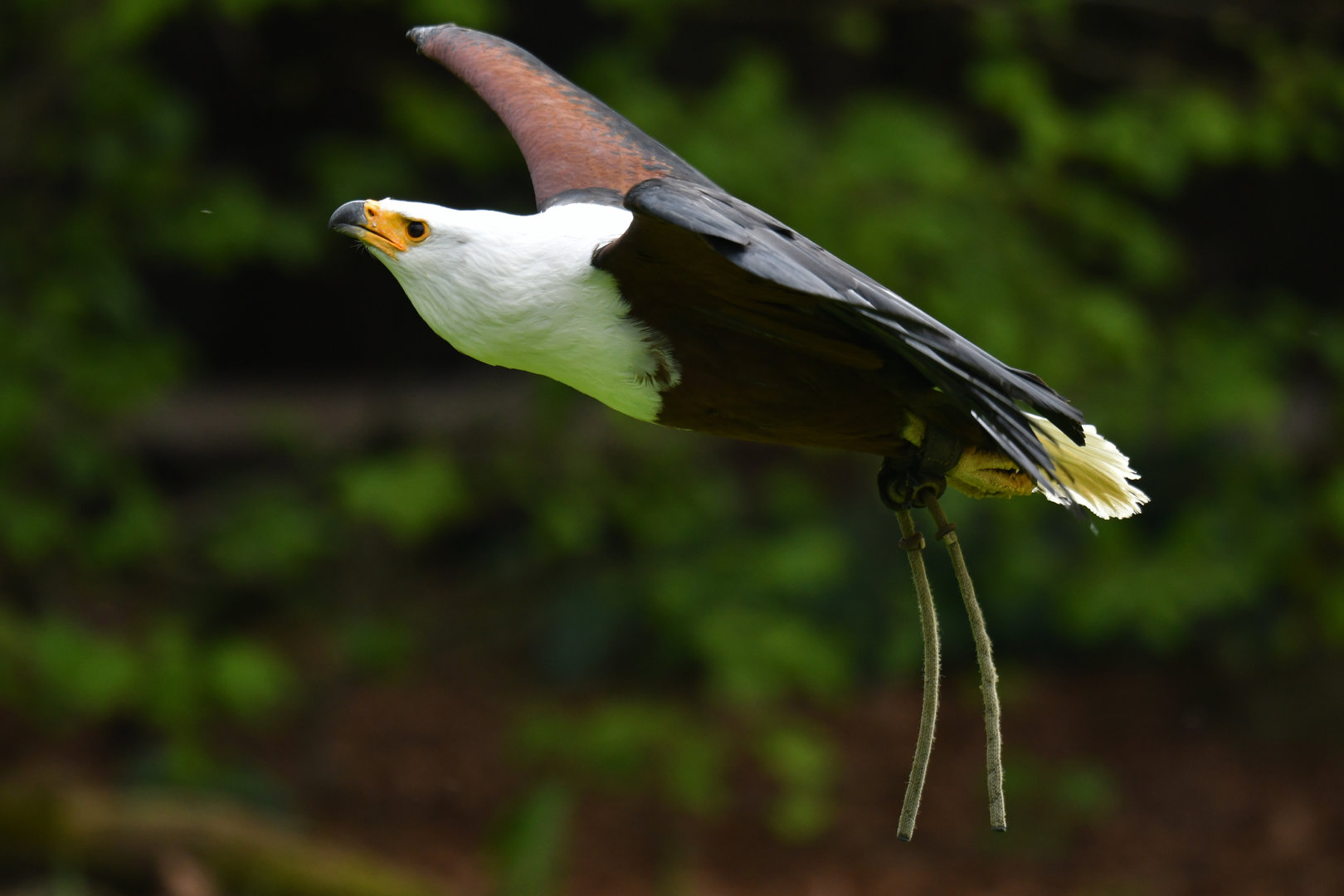 African Fish-Eagle Haliaeetus vocifer