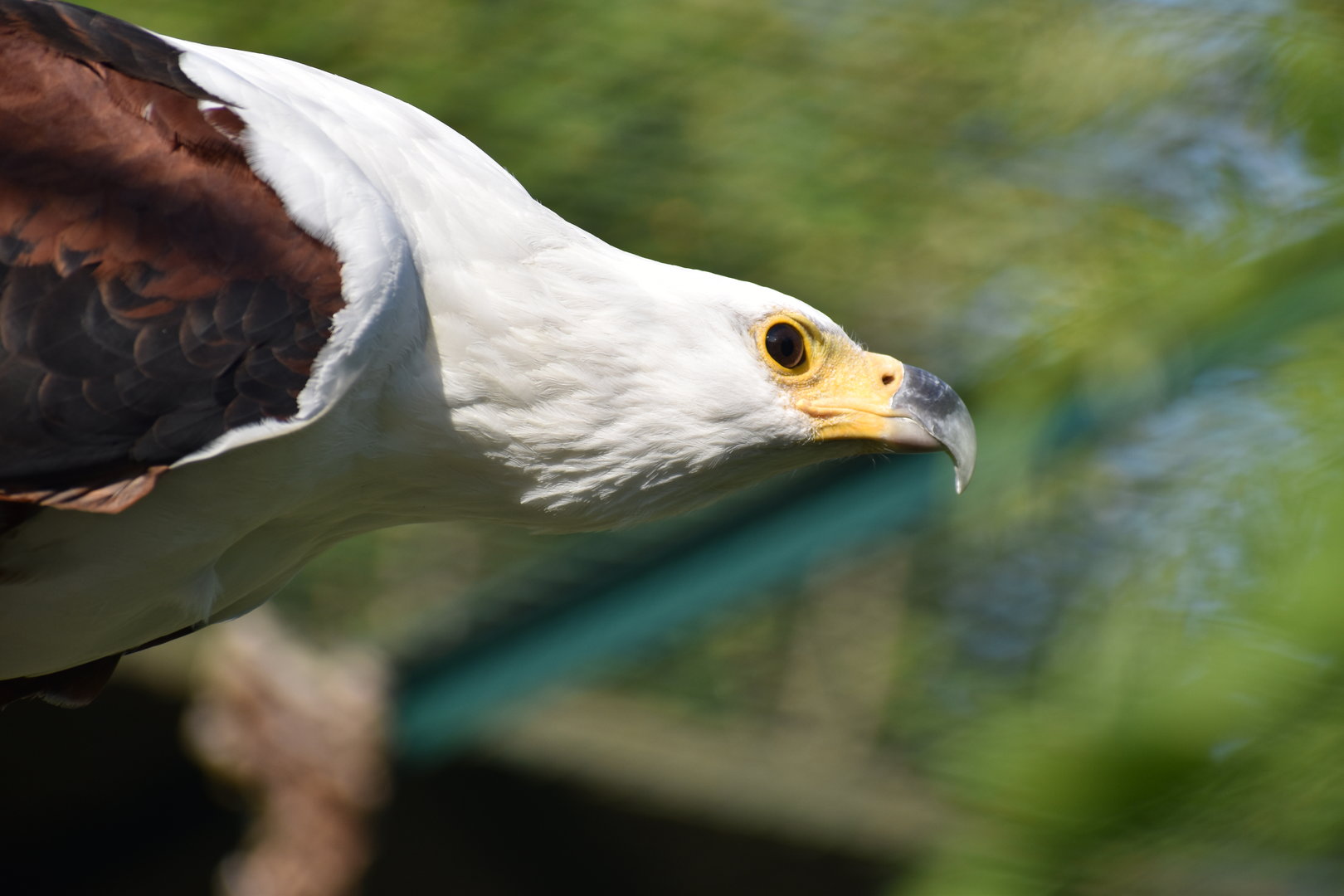 African Fish Eagle - Haliaeetus vocifer