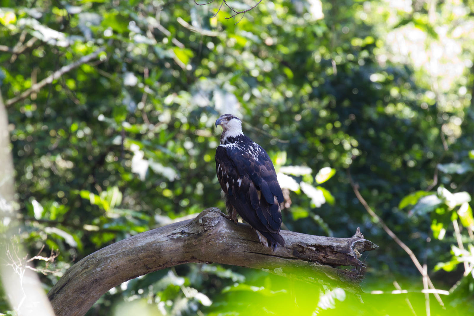 African Fish Eagle, immature