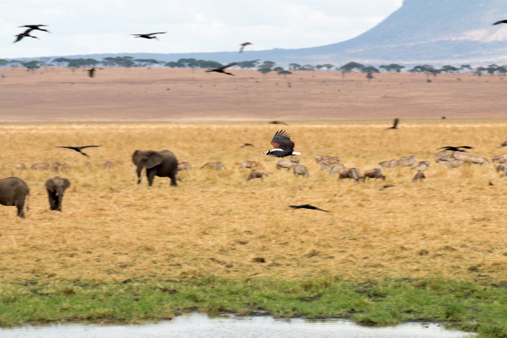 African Fish Eagle in flight (scaring birds)