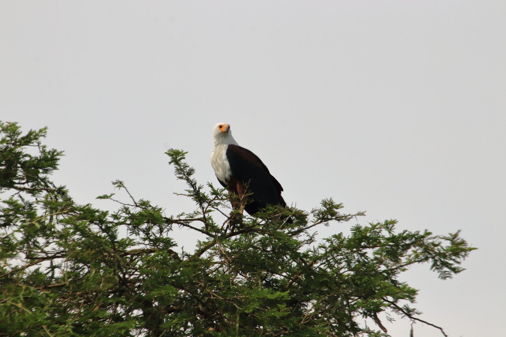 African fish eagle (January 2020)