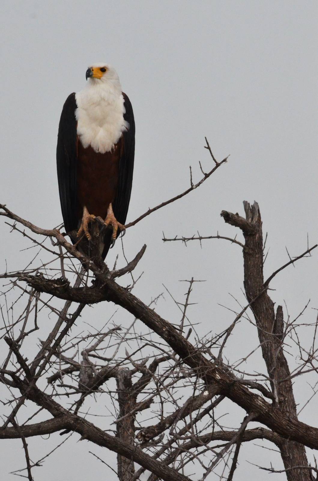African Fish Eagle, Khwai Community Area, Botswana, 24/04/16