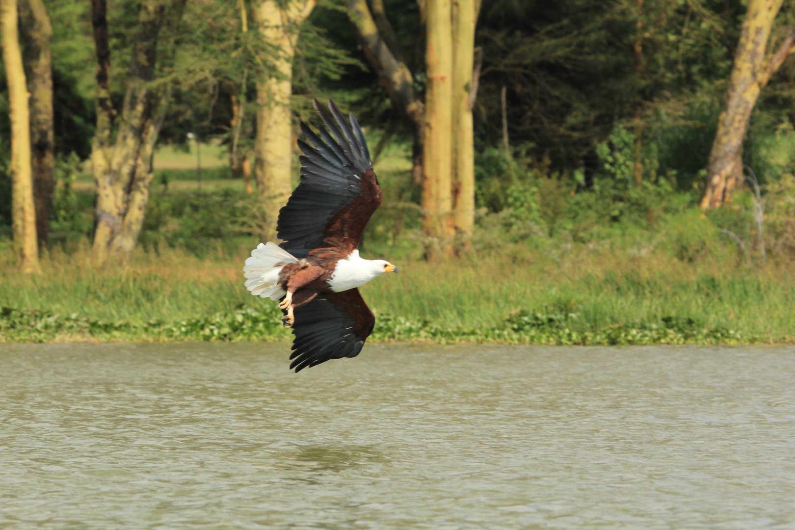 African Fish Eagle - Lake Naivasha (September 2018)