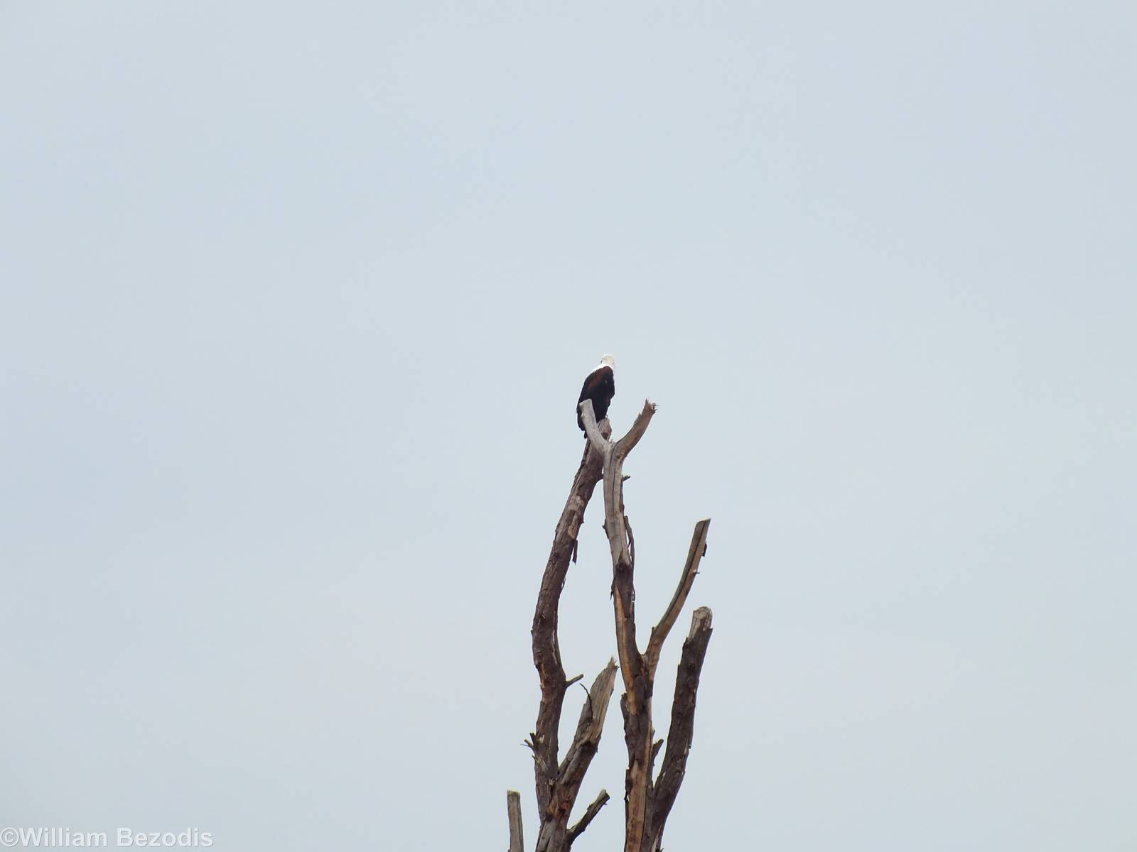 African Fish-eagle - Lake Naivasha