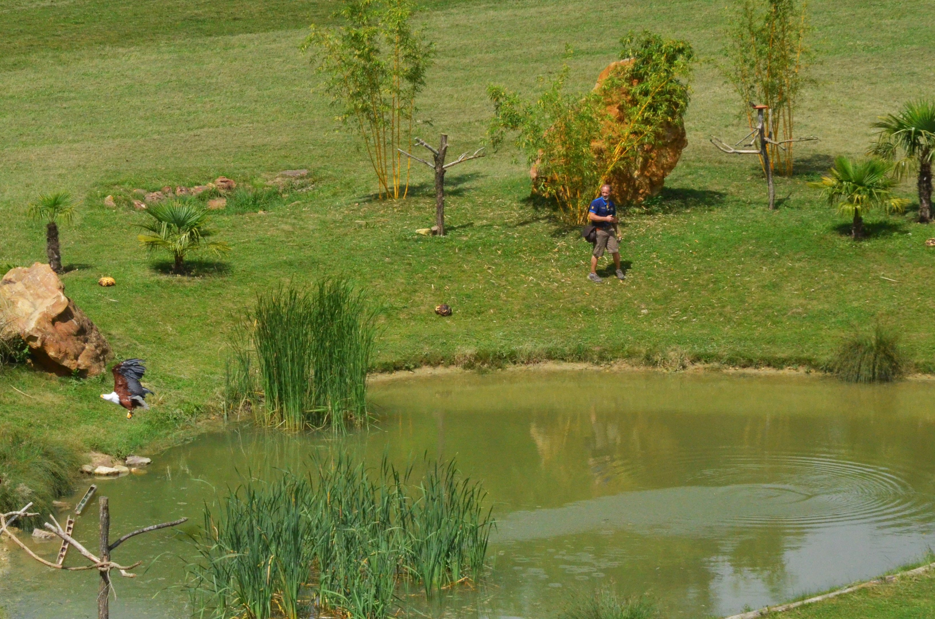 African Fish Eagle - Les Maîtres des Airs at Beauval, 12/06/18