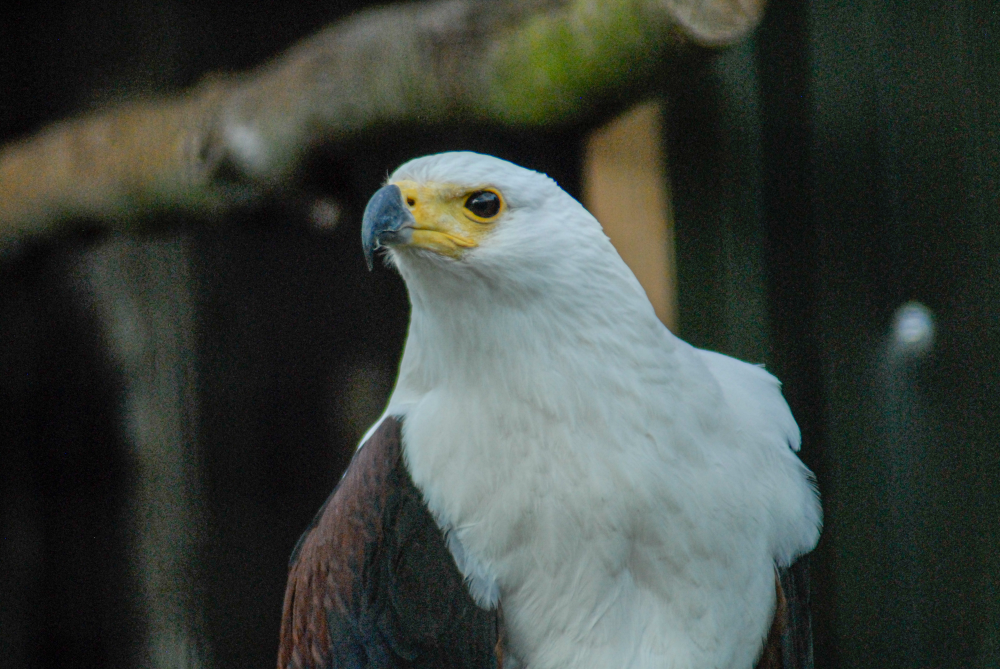 African Fish Eagle - Millets Falconry 2022