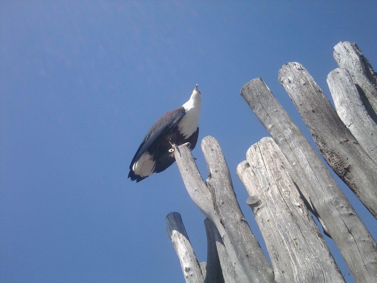 African fish eagle on a show at the amphitehatre
