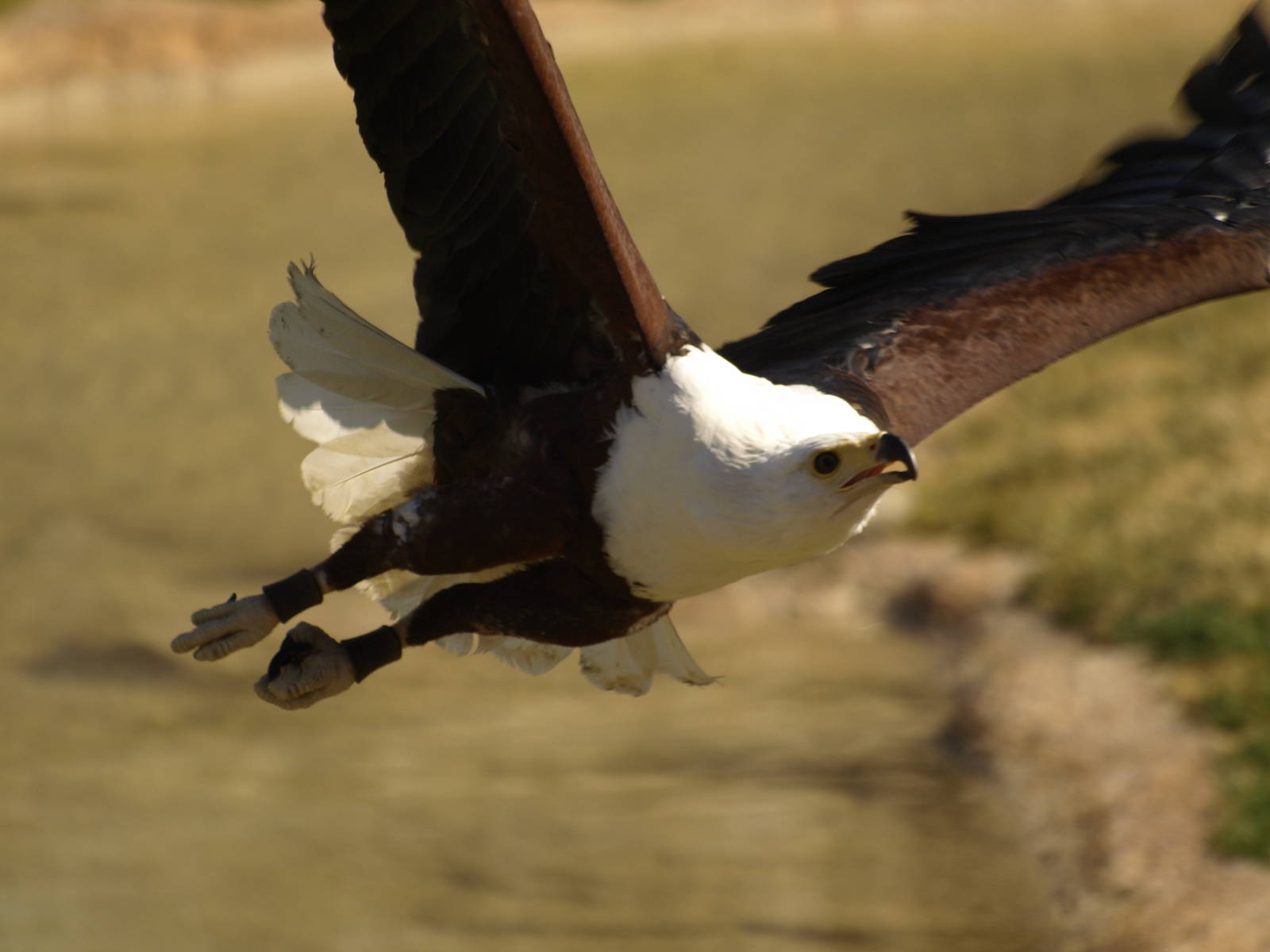 African Fish-Eagle on fly