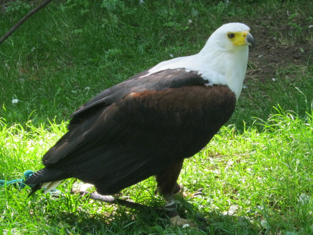 African Fish Eagle - Othello.