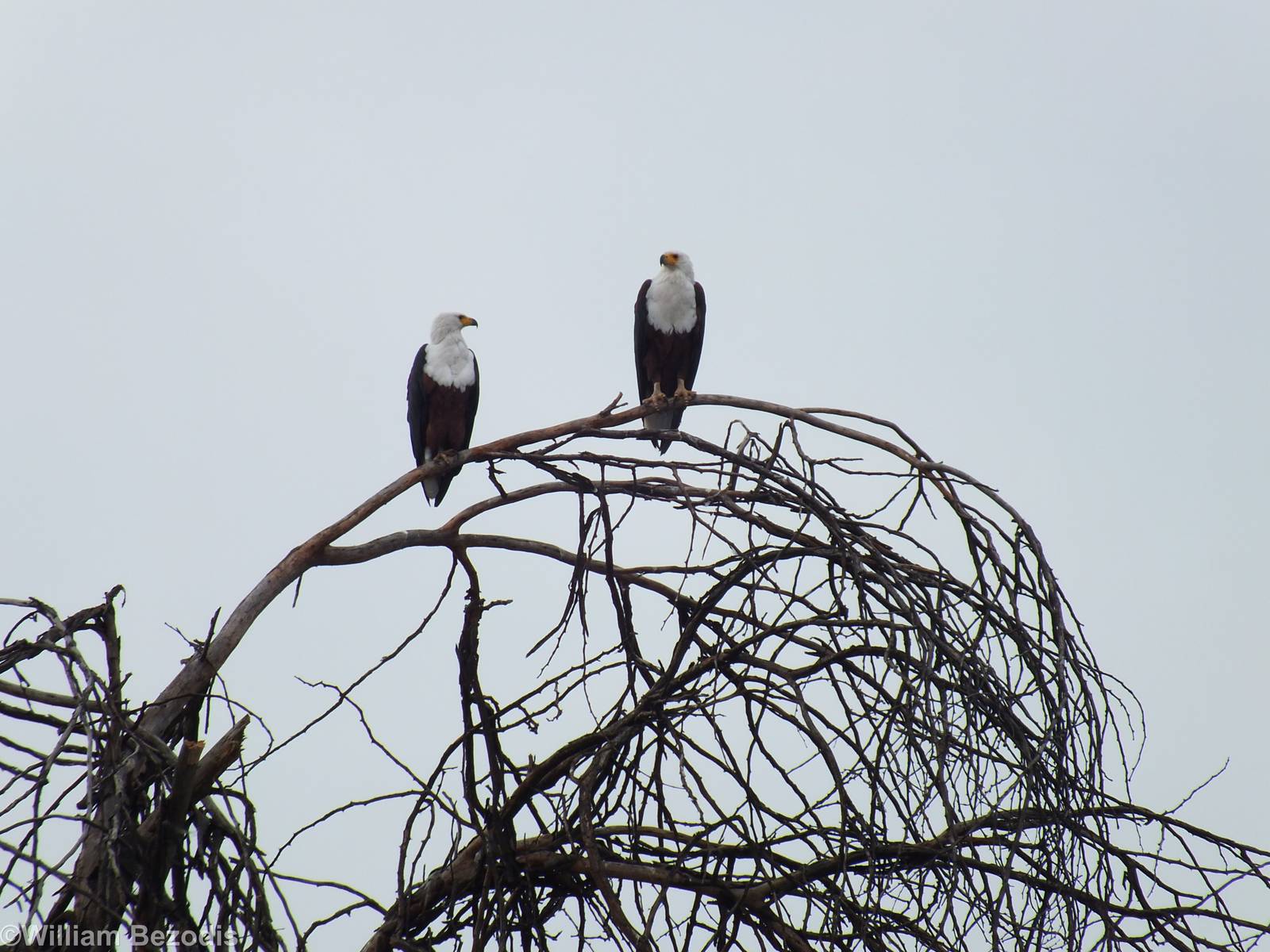 African Fish-eagle Pair - Lake Naivasha