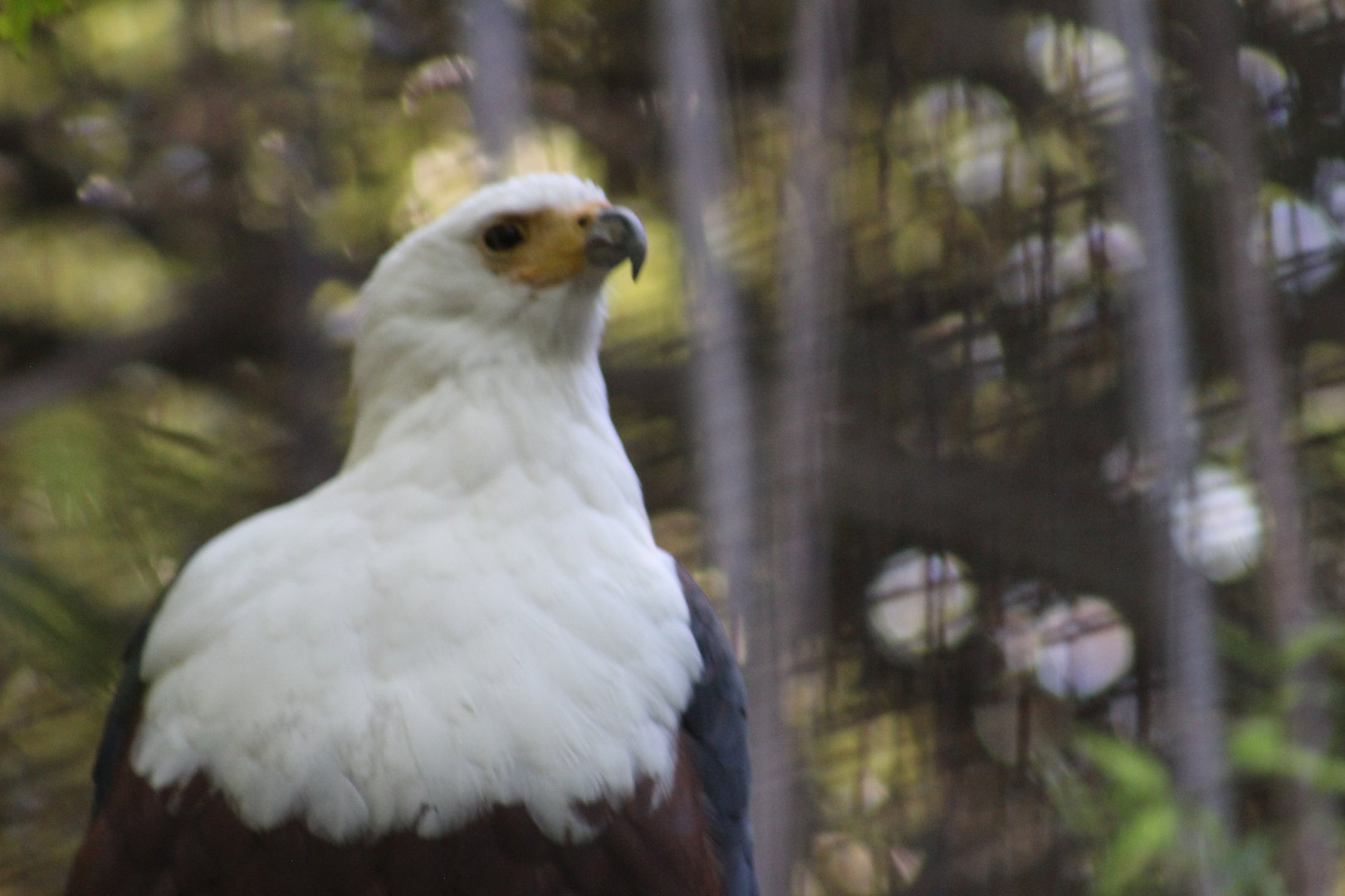 African fish eagle - Raptor Canyon