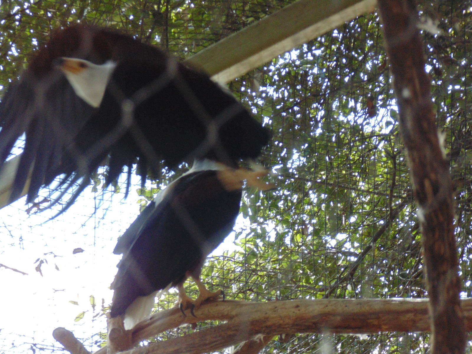 African Fish Eagle taking off