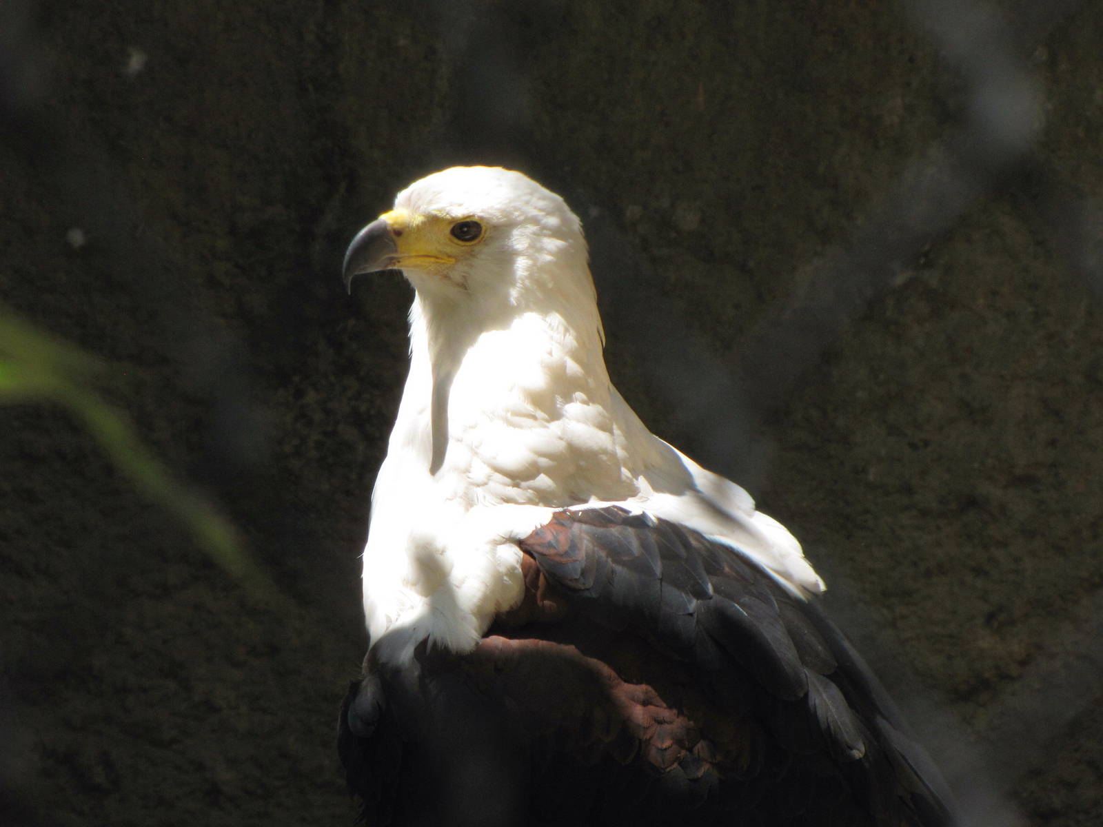 African Fish Eagle